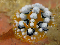 Nudi on it's way to market to deliver another load of mar... by Brian Mayes 